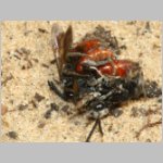 Sphecodes albilabris - Blutbiene 03c 12-13mm Paarung - Sandgrube Niedringhaussee.jpg